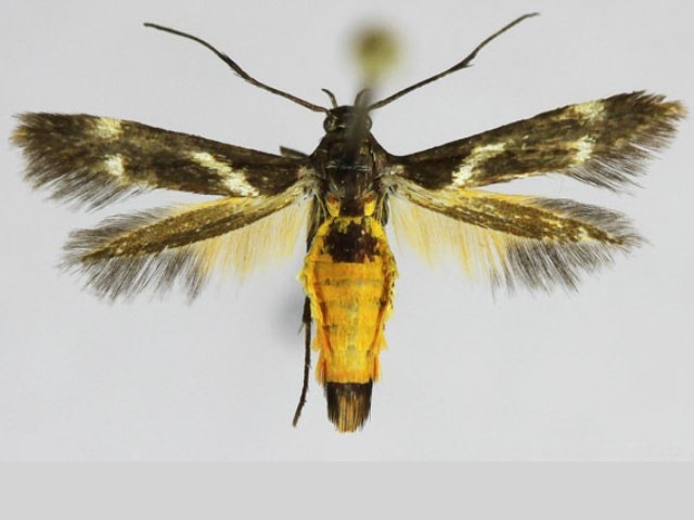 Eretmocera fuscipennis